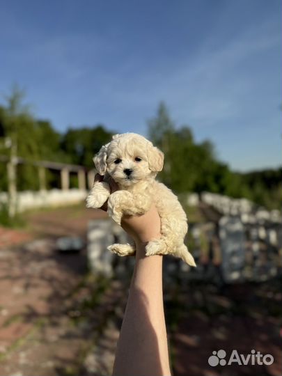Мини девочка мальтипу