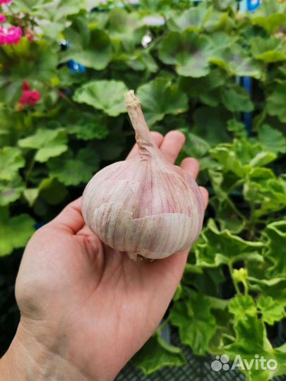 Чеснок озимый