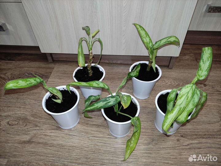 Аглаонема мария