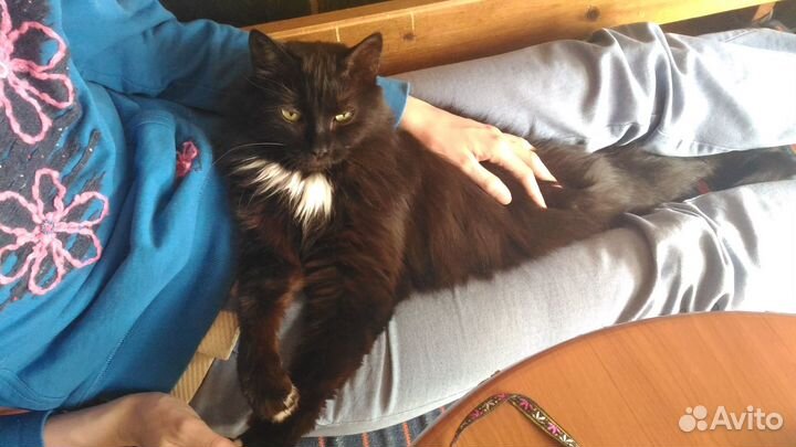 Индивидуальный присмотр за кошечкой/котиком