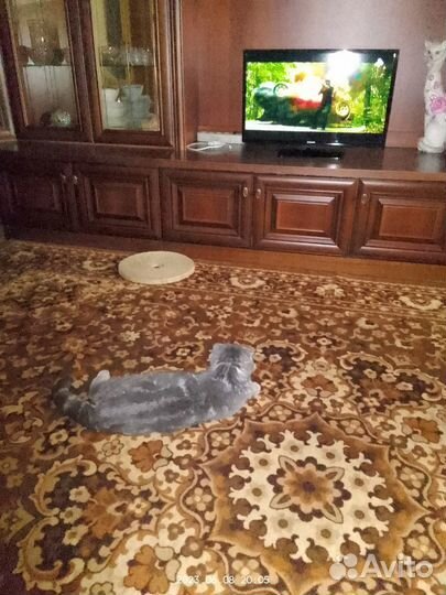 Кошка ищет дом