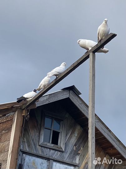 Белые голуби