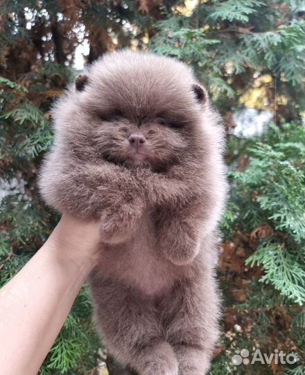 Лиловый шпиц