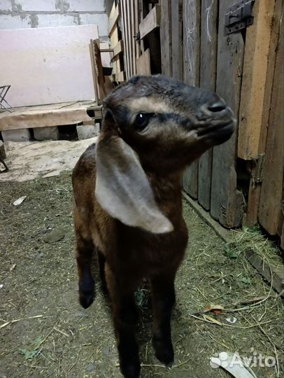 Коза нубийская