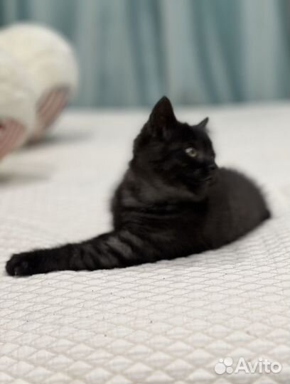 Британская кошечка