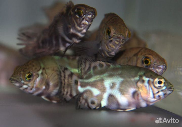 Рыба Астронотус Тигровый, малек 2-3см