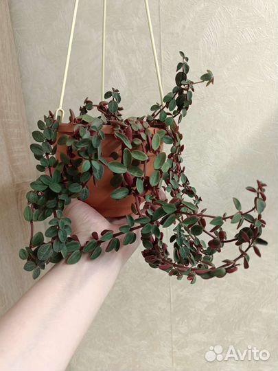 Суккуленты взрослые растения