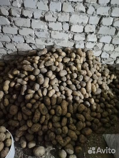 Продам картофель