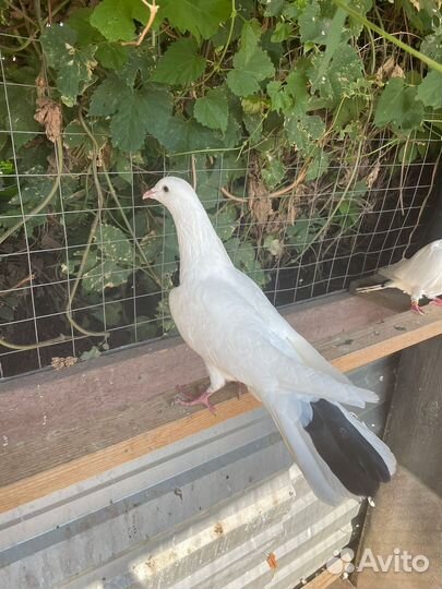 Голуби иранцы