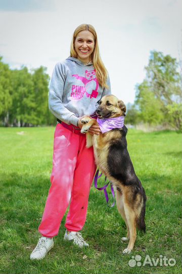 Собаку предали и вернули в приют как ненужную вещь