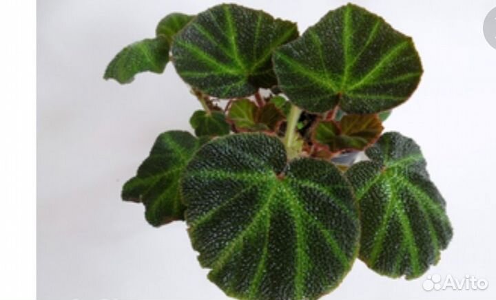 Бегония soli mutata, фиалка