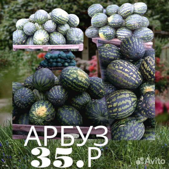 Арбуз оптом и розница