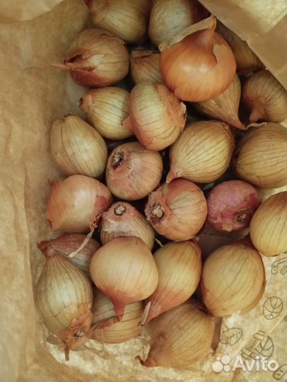 Лук репчатый семейный и цветы