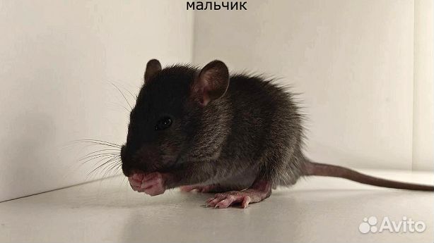 Декоративные крысята