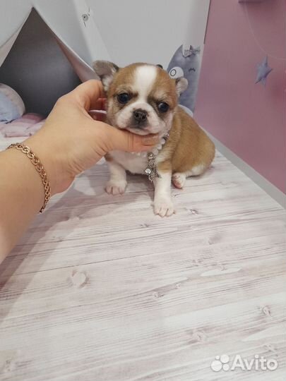 Чихуашечки