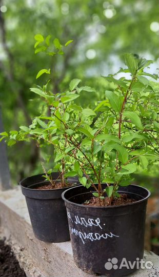 Дейция махровая