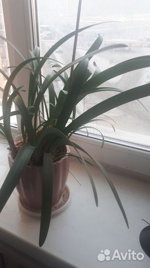 Драцена, циртантус, зухарис