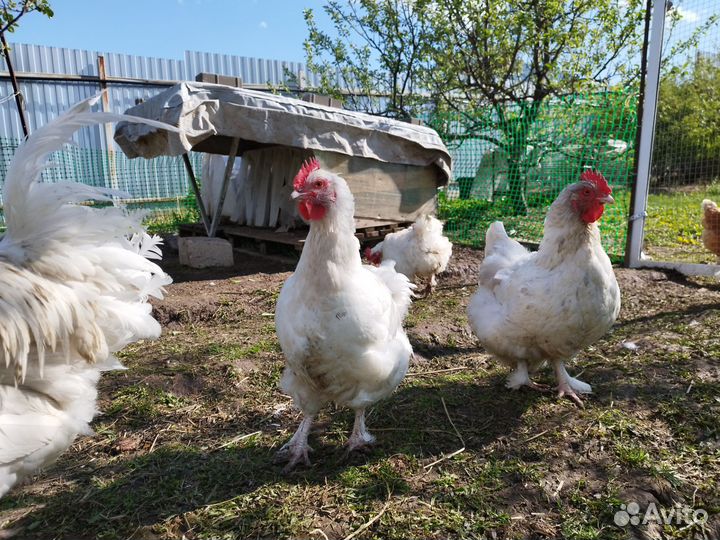 Куры Мехеленская кукушка и петушок Леггорн