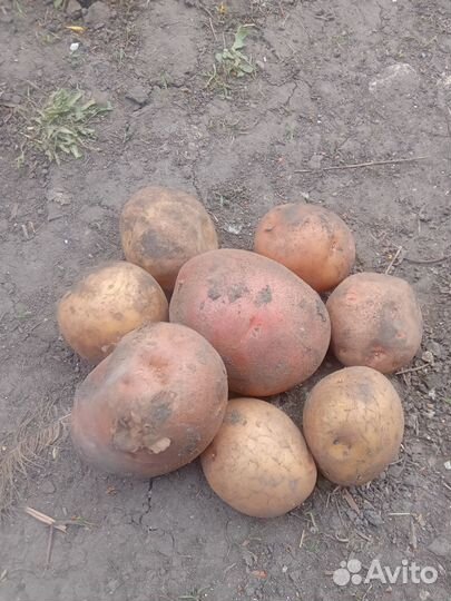 Семяной картофель