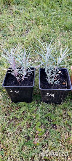 Гвоздика перистая Ine