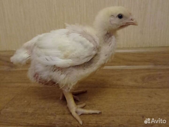 Бройлер в наличии, инкубационное яйцо