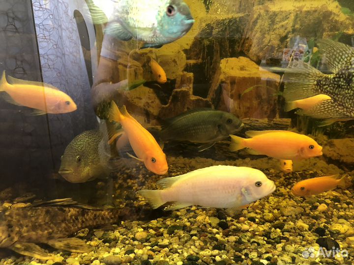 Аквариумные рыбки