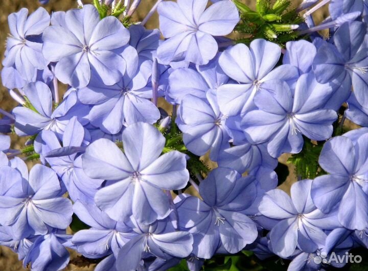 Плюмбаго свинчатка