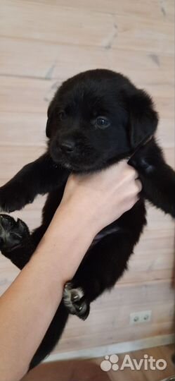 Щенки (мама Лабрадор папа Аусси)