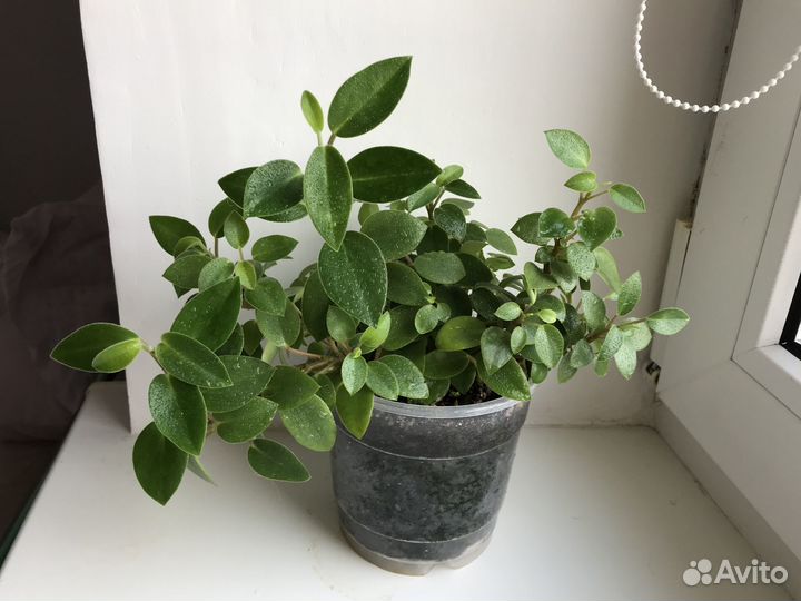 Пеперомия Пикси