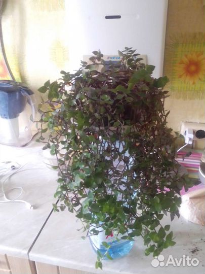 Каллизия ползучая