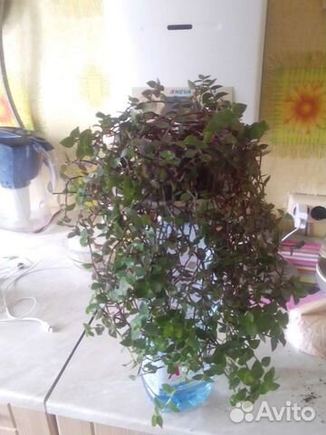 Каллизия ползучая