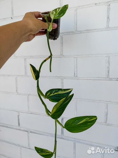 Филодендроны