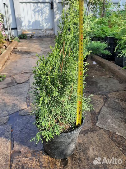 Туя смарагд