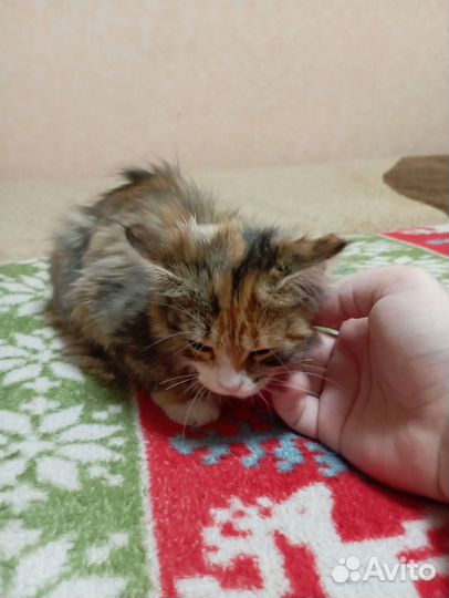 Котенок девочка в дар