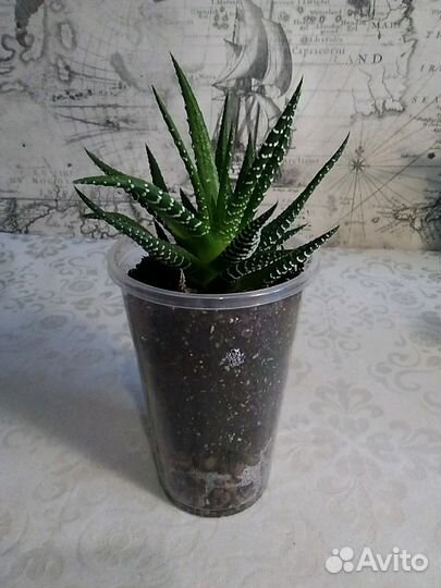 Хавортия полосатая