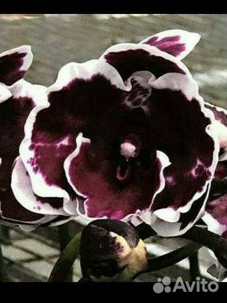 Орхидея Баттерфляй