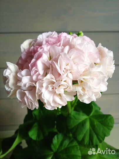 Пеларгония