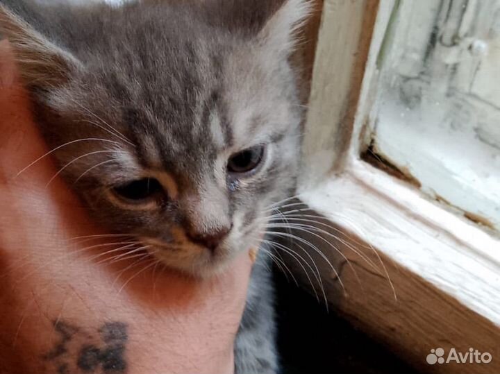 Котята