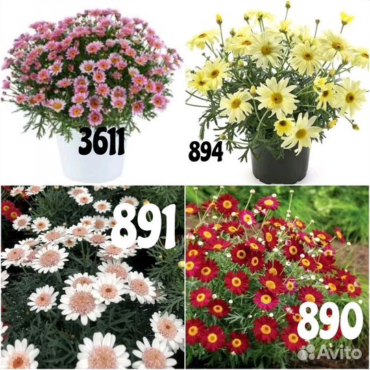 Аргирантемум