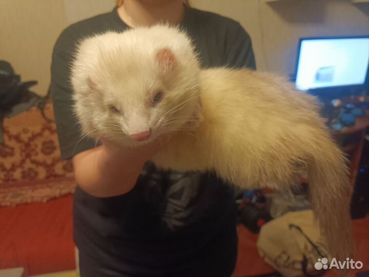 Хорек на вязку, бесплатно, ищем девочек