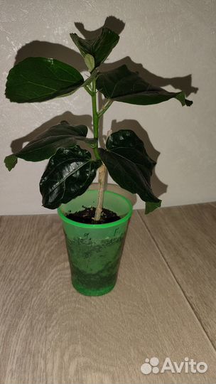 Привитый гибискус сортовой