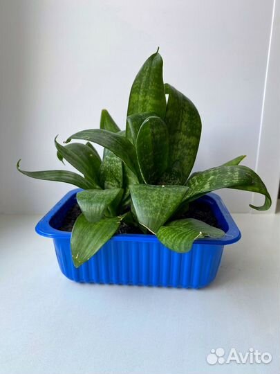 Сансевиерия