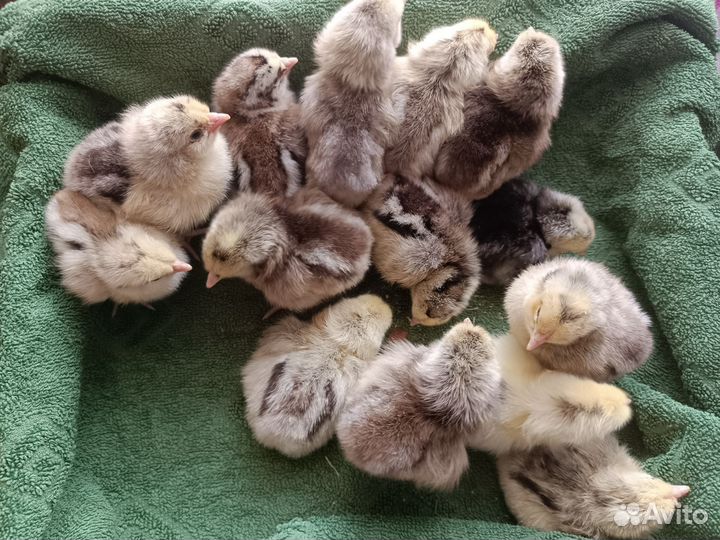 Цыплята несушки