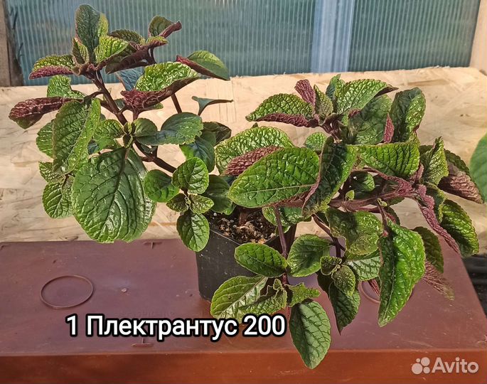 Плектрантусы 4 вида