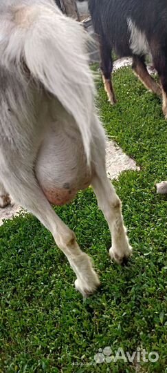 Нубийские коза и простая белая коза