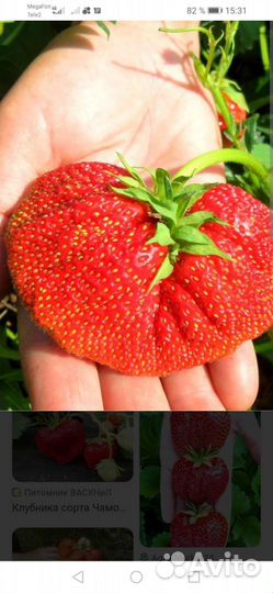 Клубника и земляника