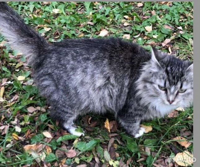 Кошечка. Стерилизована Солнечногорск. ищем добрые