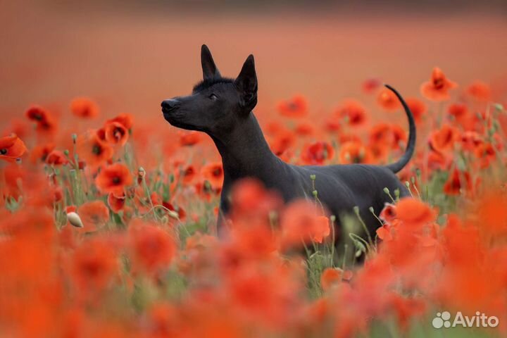 Щенки мгс ксоло(стандарт)