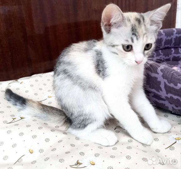 Отдам в добрые рыбки