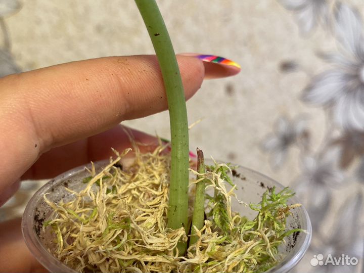 Алоказия Red Grey